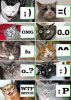 funny_cats.jpg