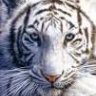 Белая Тигра